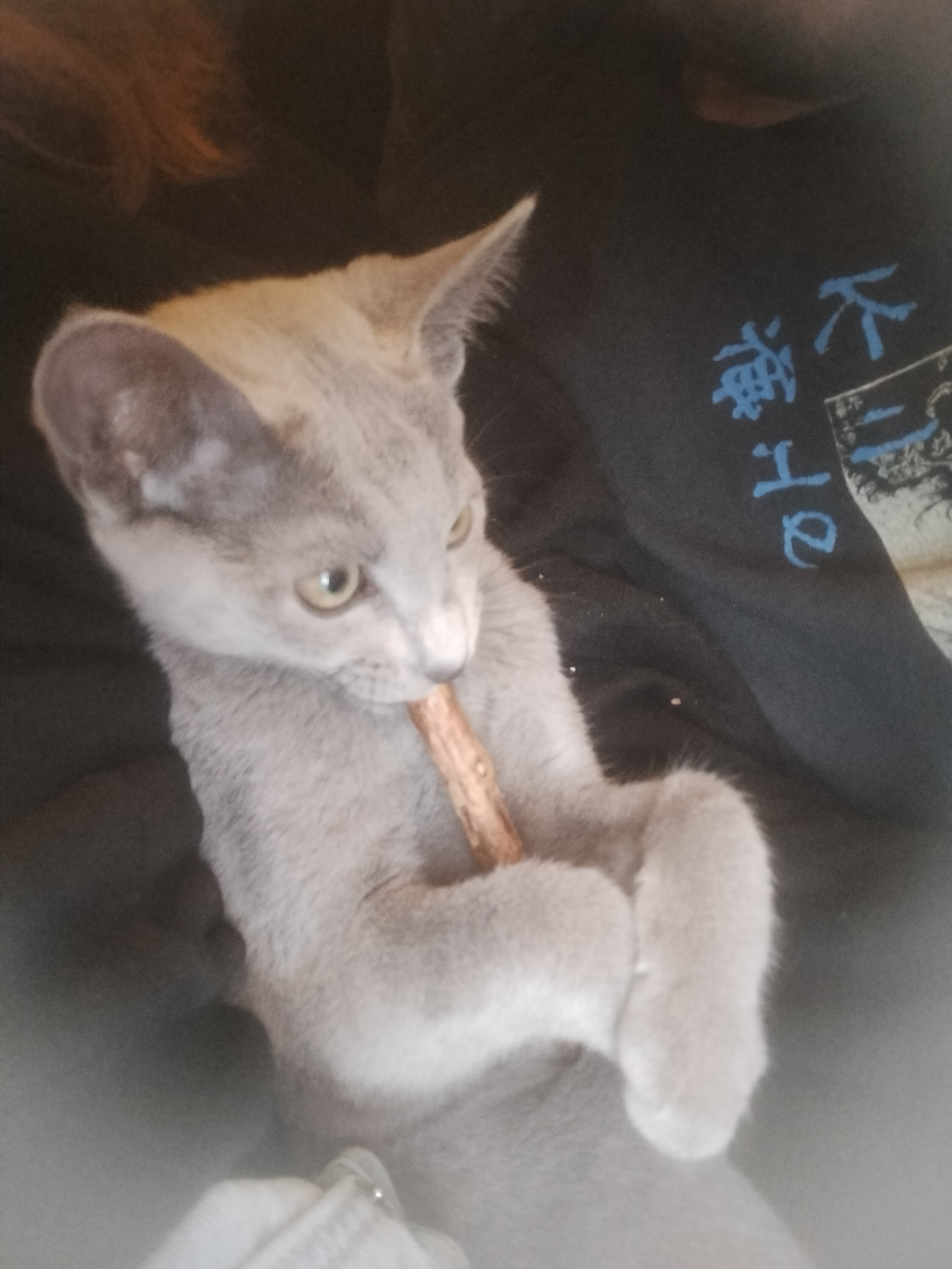 Puma munching on a stick