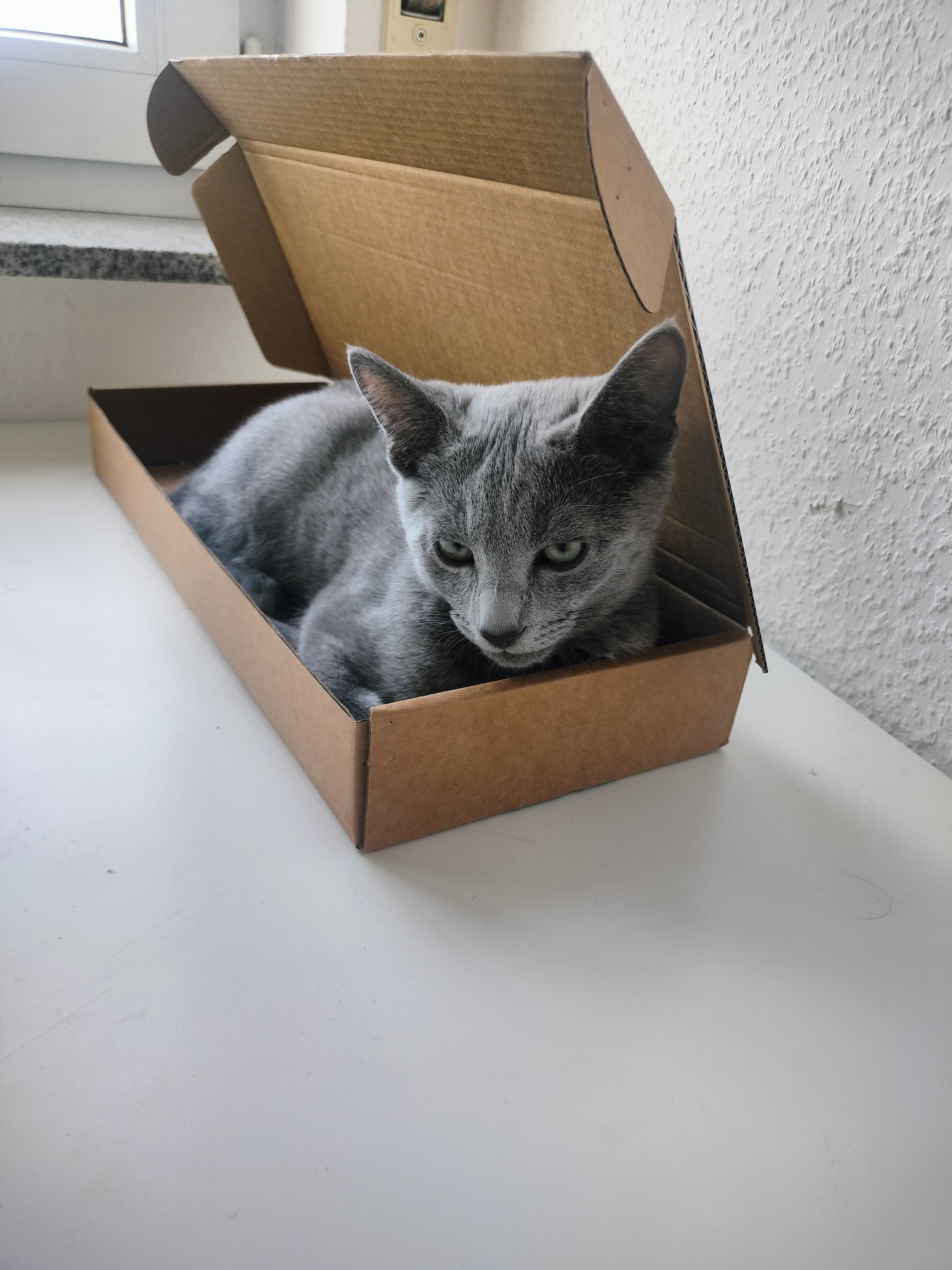 Pumito loves boxes