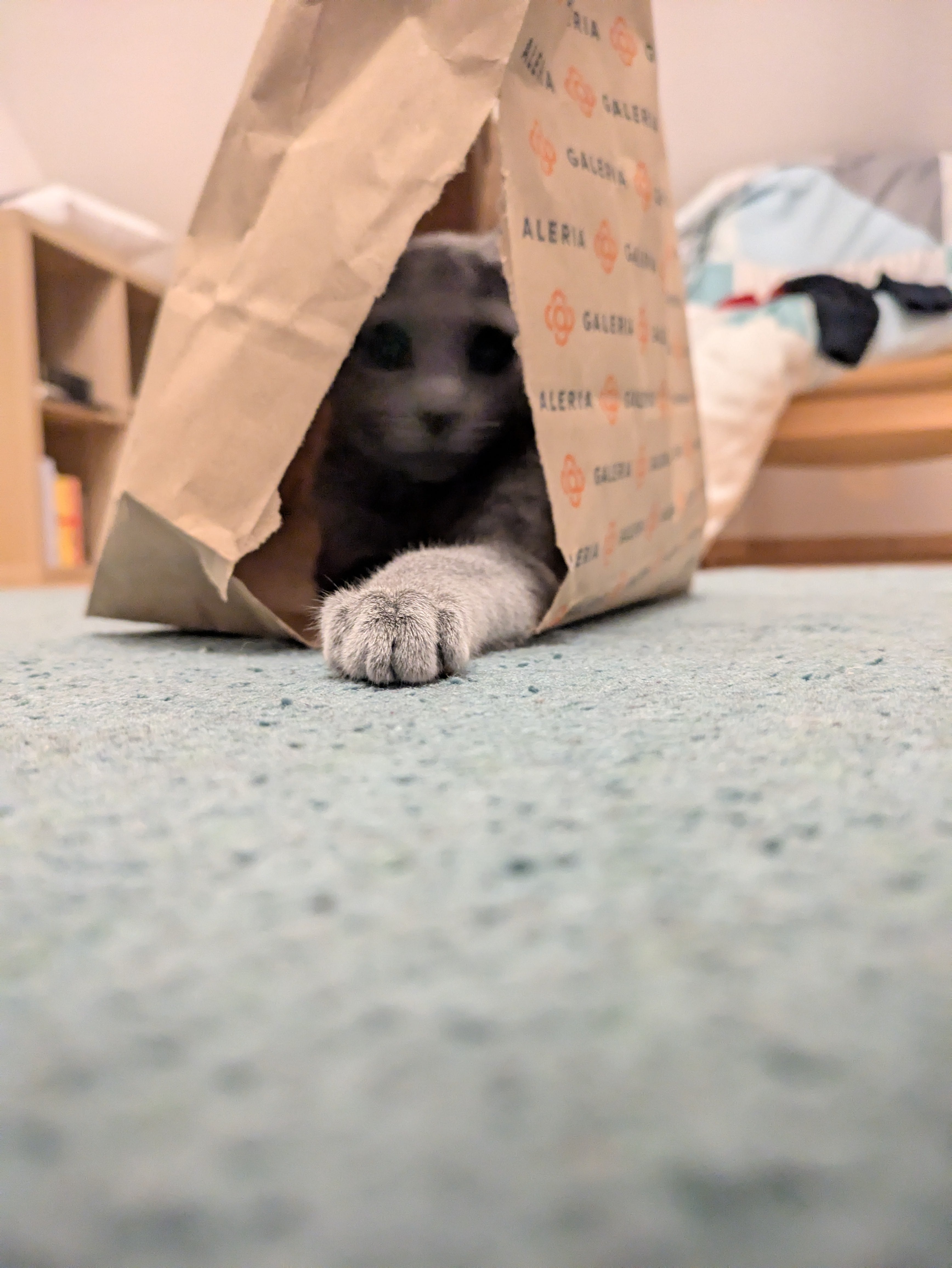 The demon with his black eyes tore a hole through a bag