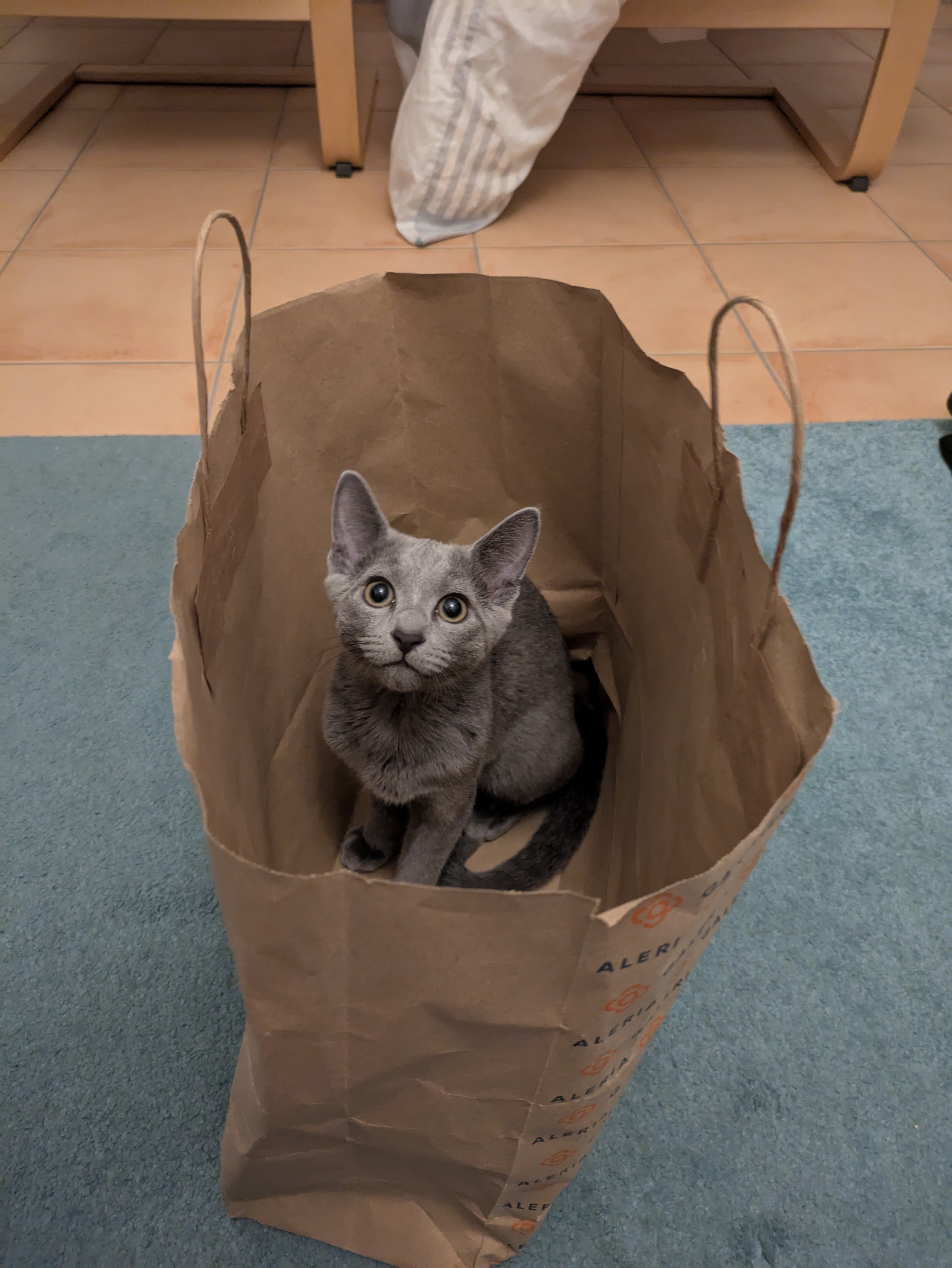 Bought the cat in the bag