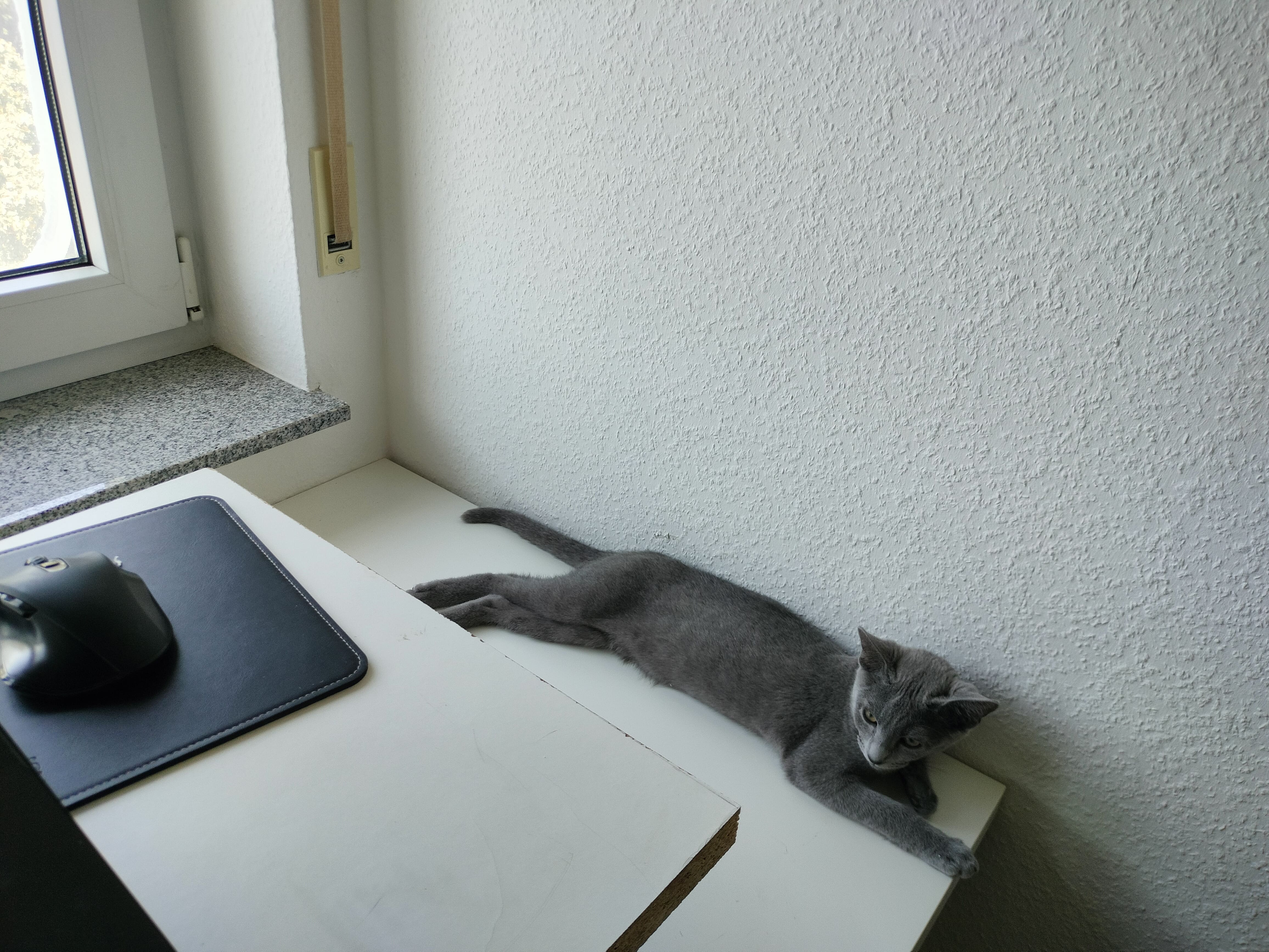 Puma getting comfortable on the office table while mommy works to pay his bills