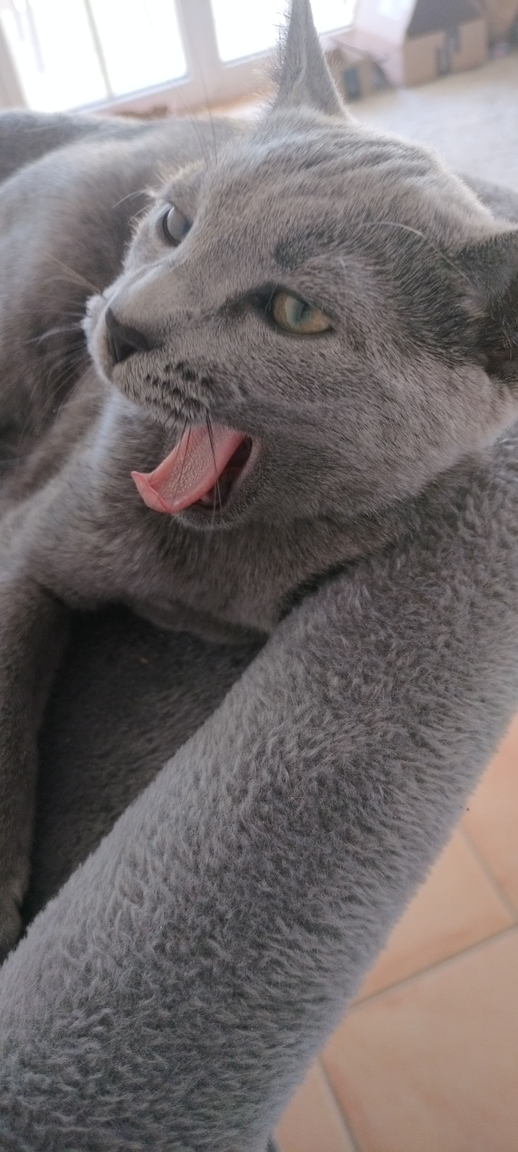 Pumito tired from napping