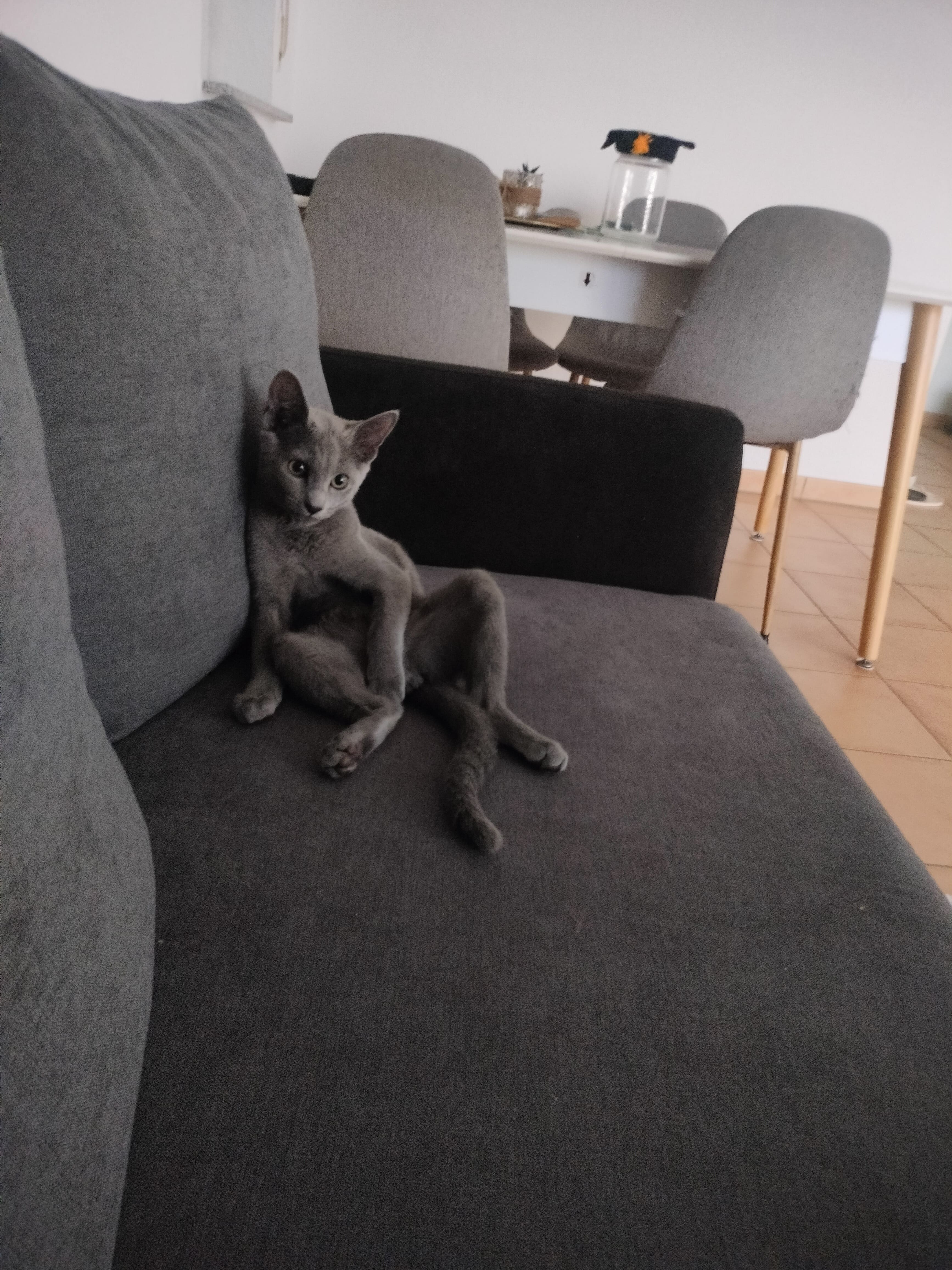 The man of the house