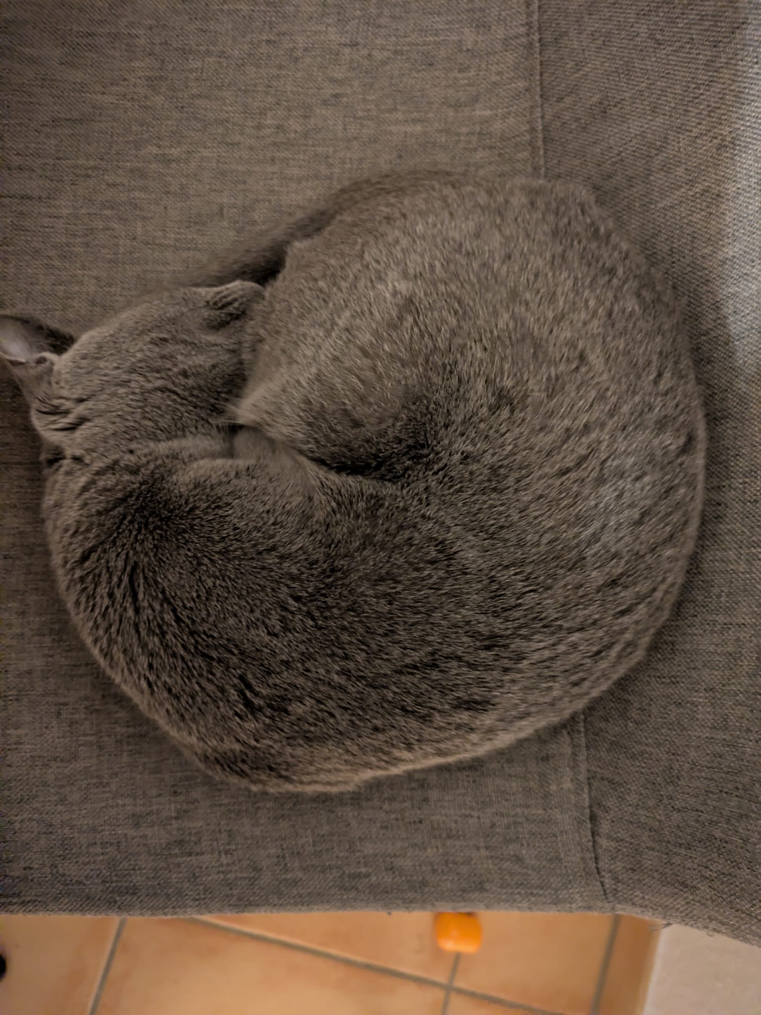 A little ball of fur